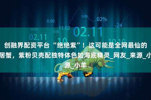 创融界配资平台 “绝绝紫”！这可能是全网最仙的寄居蟹，紫粉贝壳配独特体色如海底精灵_网友_来源_小羊